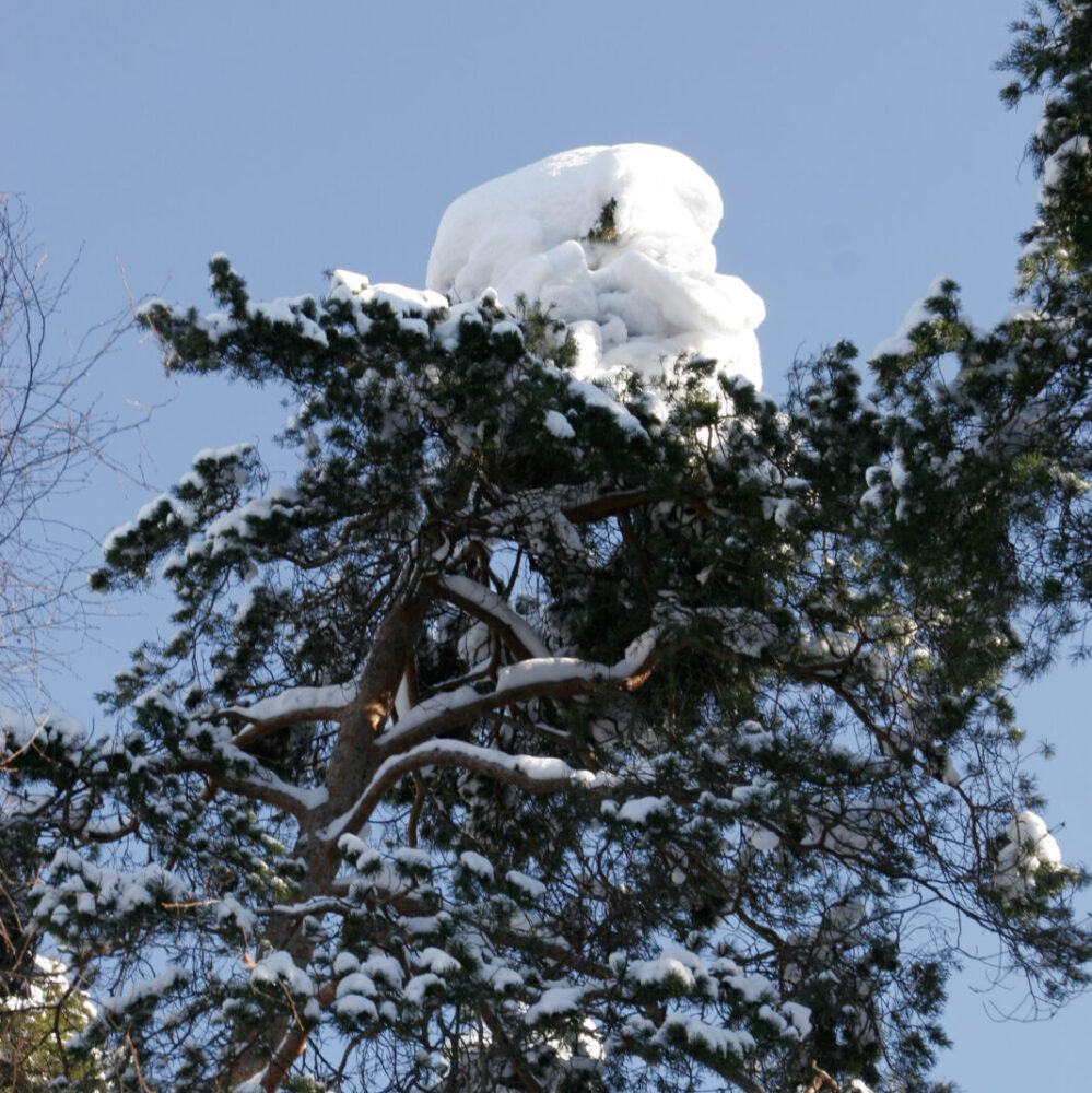 Snö i talltopp.